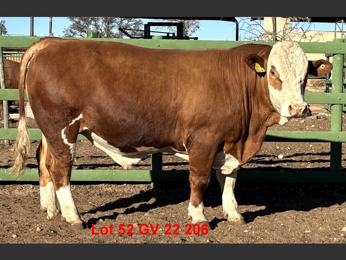 GV22206 | VOIGTLAND SIMMENTALER