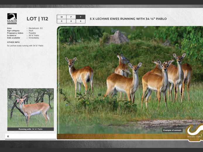 Lechwe | G.E. Harvey