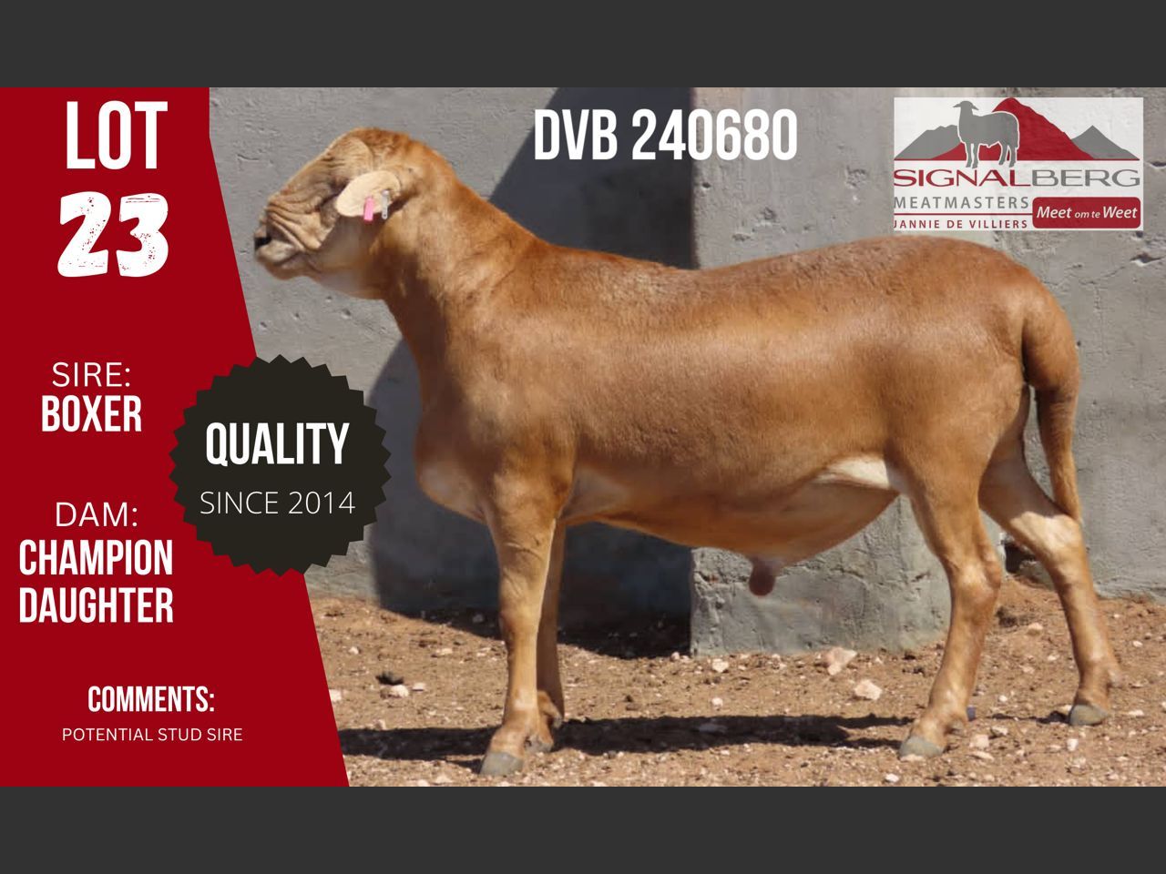Lot 23 | SIGNALBERG MEATMASTERS 12TH MEATMASTER RAM AUCTION | SwiftVEE ...