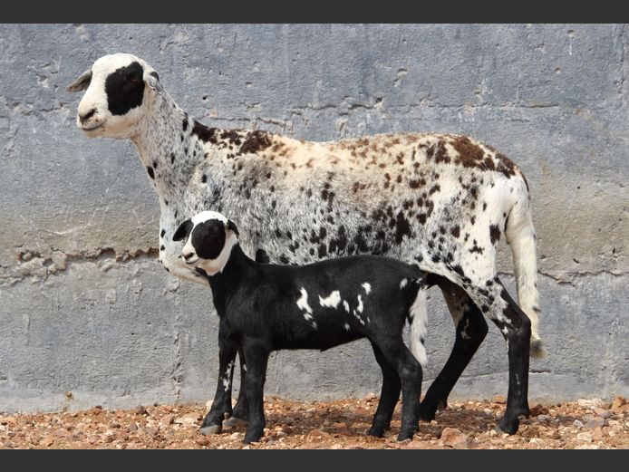 CRL 20.113 | Riaan Liebenberg - Hanri Meatmasters, Upington