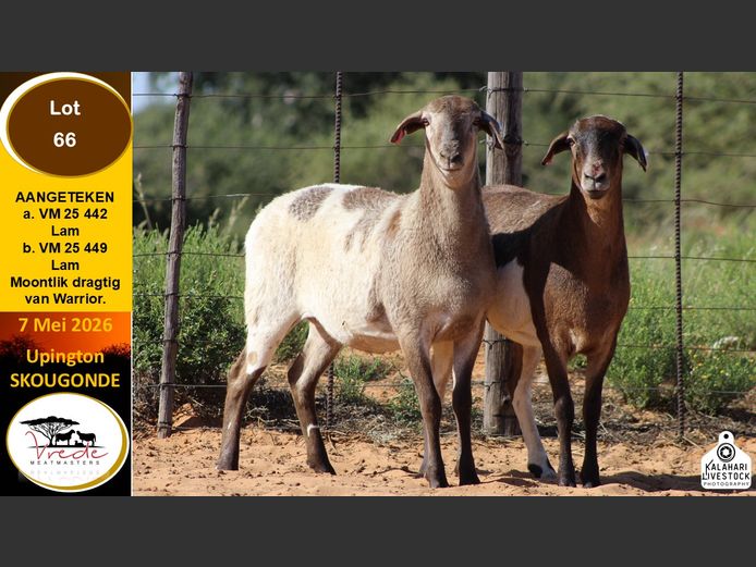VM 25 442 | VREDE MEATMASTERS