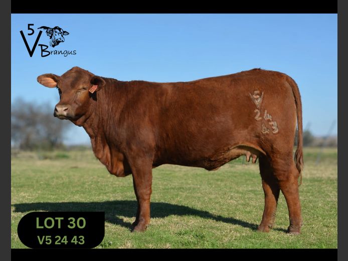 V52443 | NAUDE F
