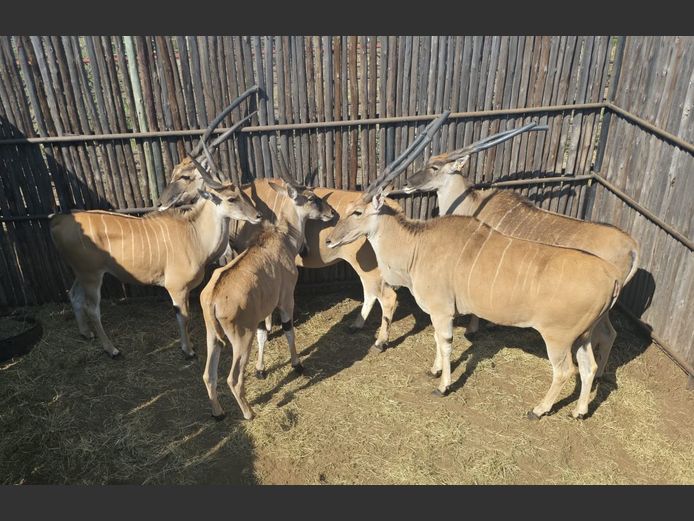 ELAND | HANLEY 1