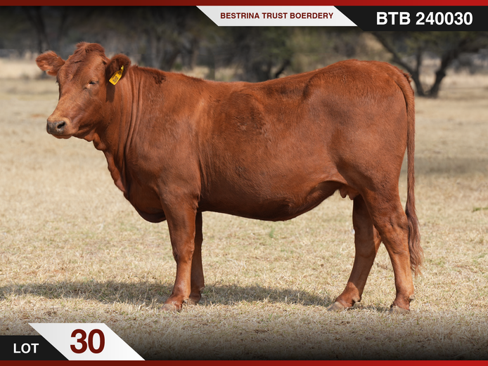 BTB 240030