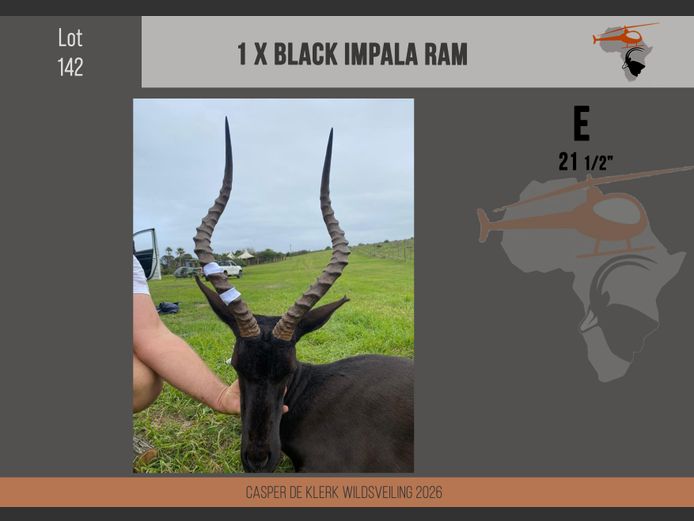 Black Impala (21 1/2")