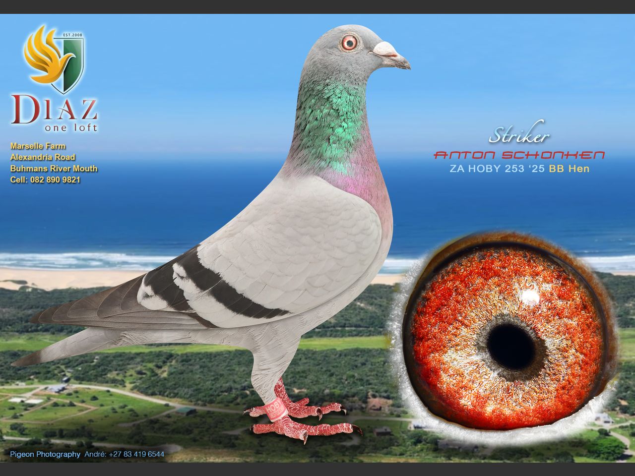 images
