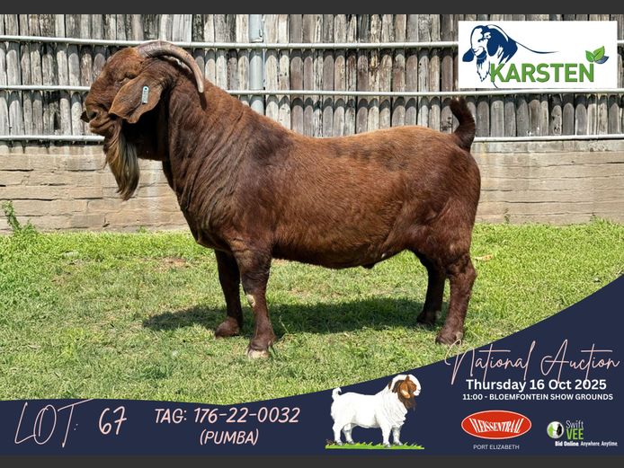176-22-0032 (PUMBA) | Karsten Boerdery