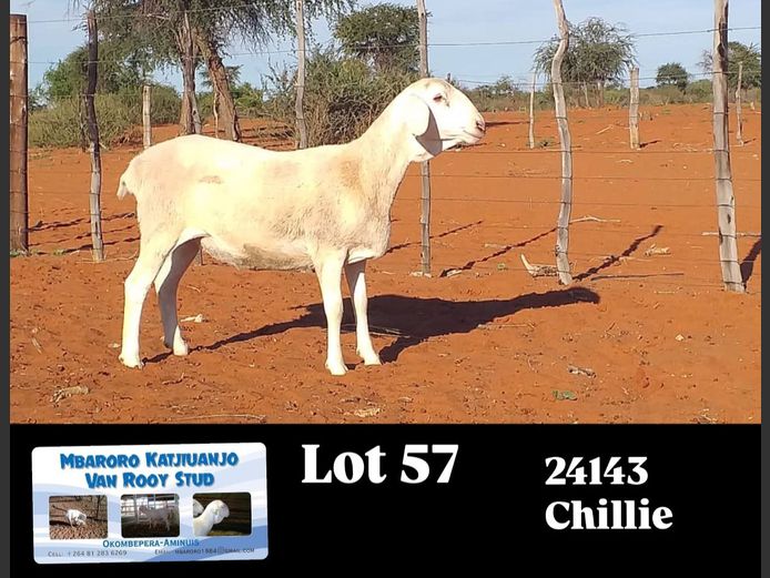 24143 | MBARORO KATJIUANJO VAN ROOY STUD