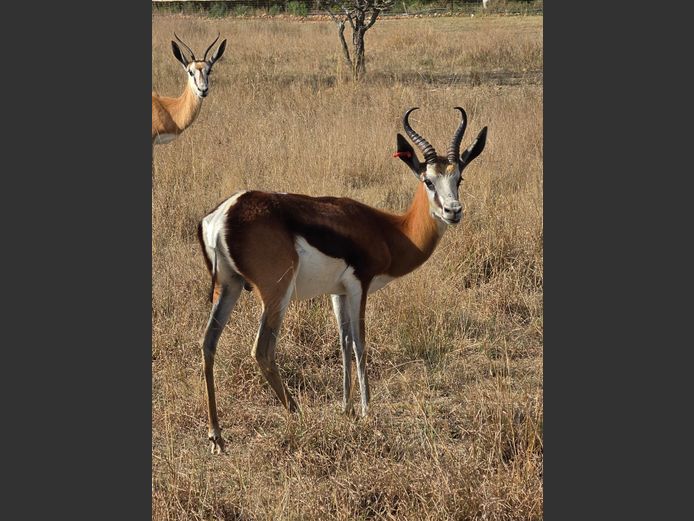 KOFFIE SPRINGBOK | D JORDAAN