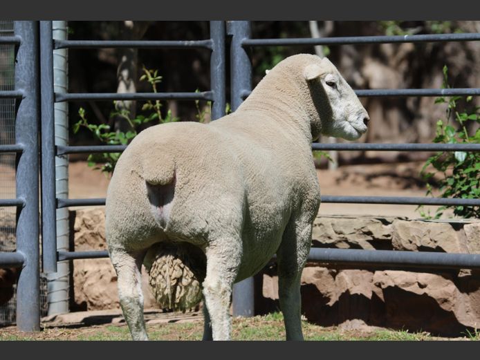 DZ 240211 | 2 STEYNS BOERDERY