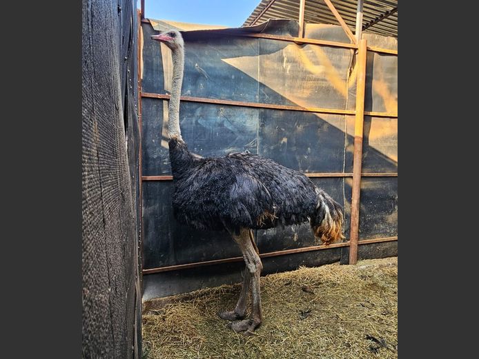 OSTRICH | NYLSTROOM