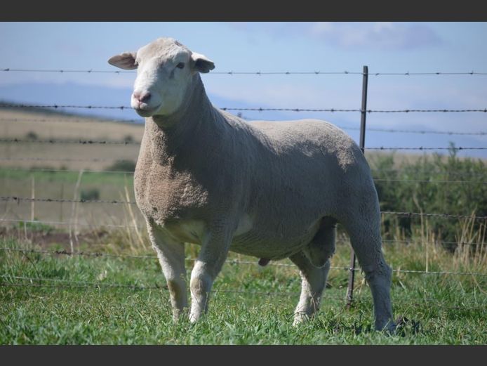 T 240328 | TWEE BROERS DORMER STOET