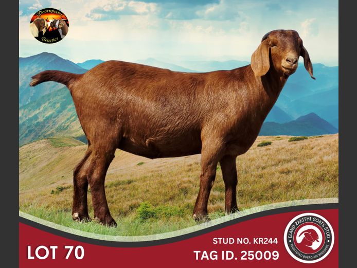 24425009 | ELAND ZAKITHI GOATS STUD