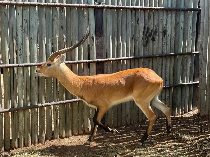 Lechwe