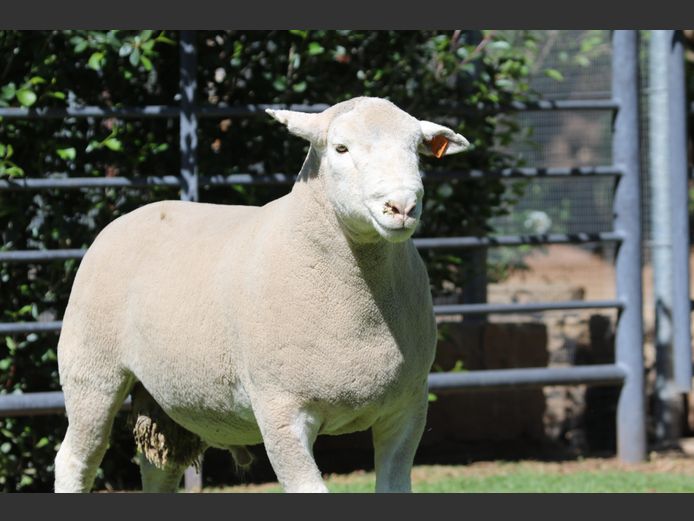 DZ 240271 | 2 STEYNS BOERDERY