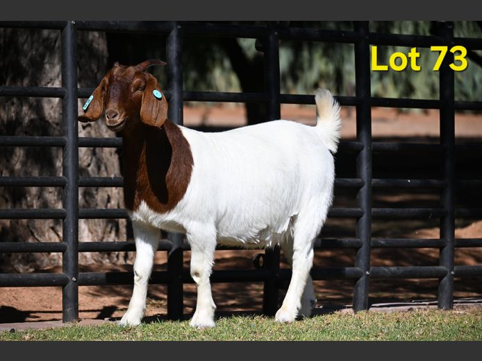 776-25-73 | Nico Botha Boerbokstoet