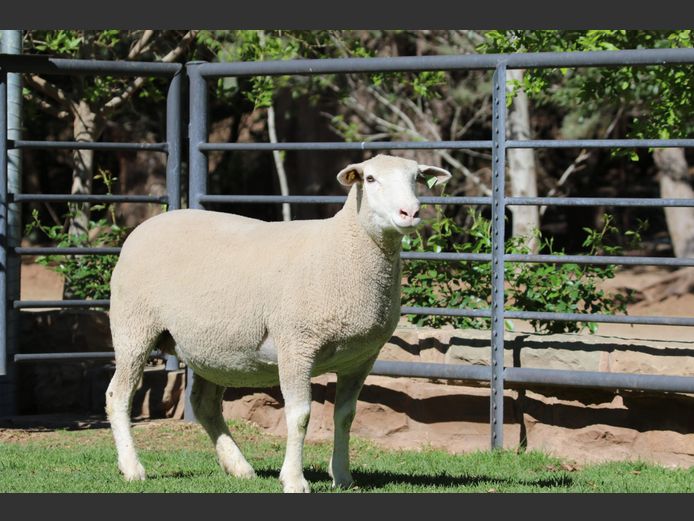 HE 240098 | EKSTEEN’S HATARI DORMER STUD