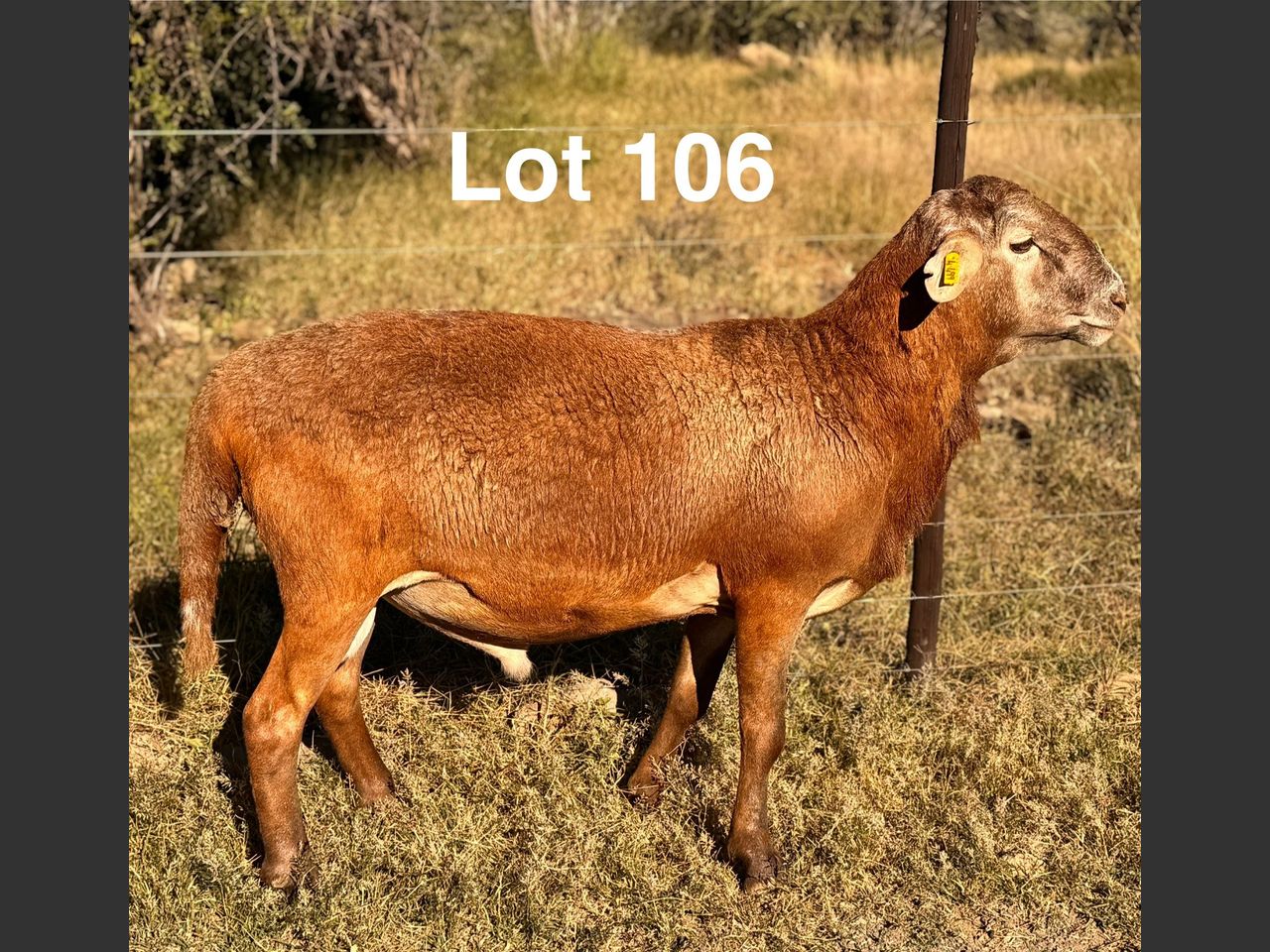 images