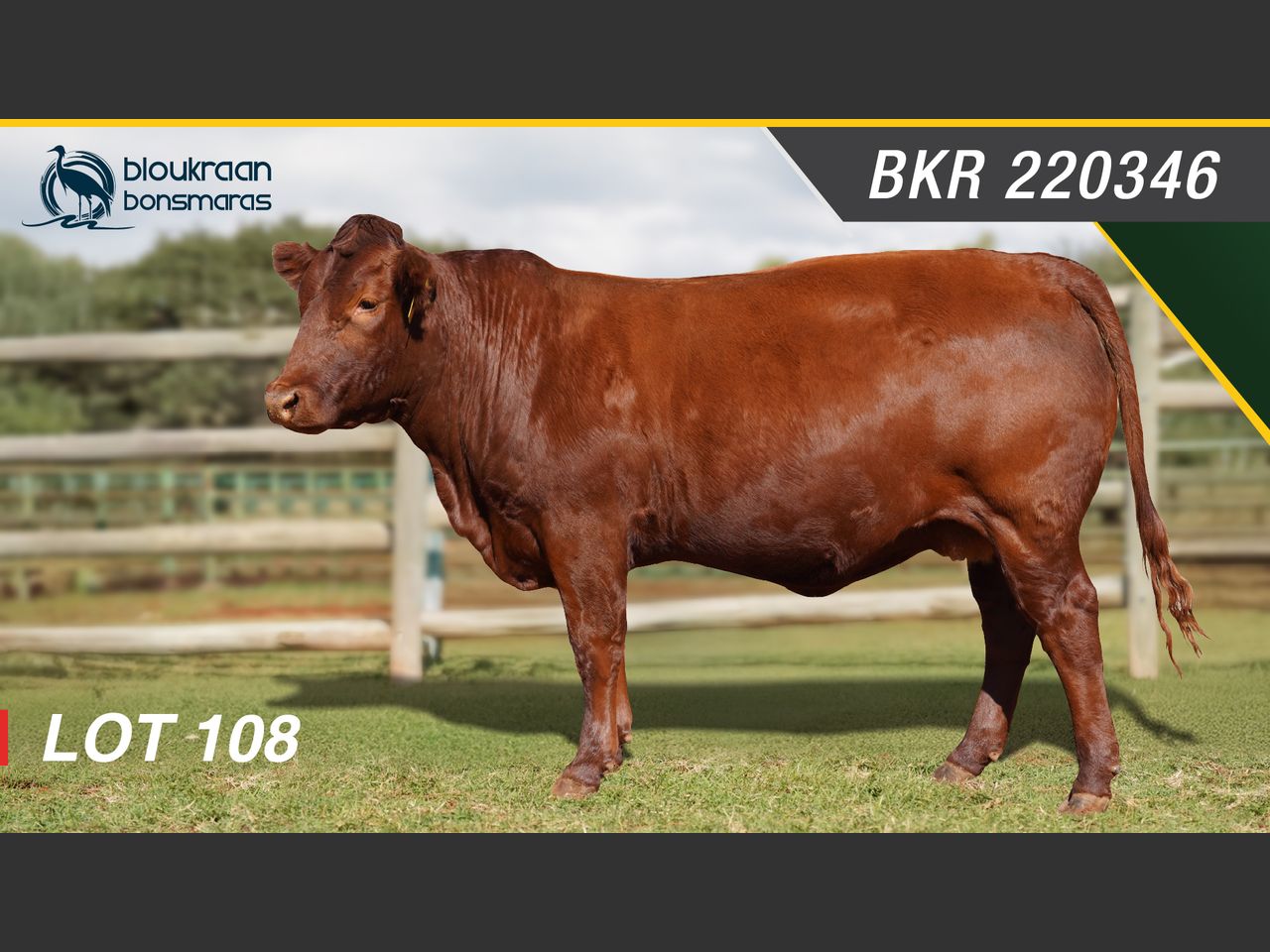 Lot 108 | SYFERFONTEIN BONSMARAS 26STE PRODUKSIEVEILING | SwiftVEE ...