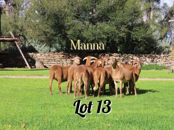 Ewes | Manna