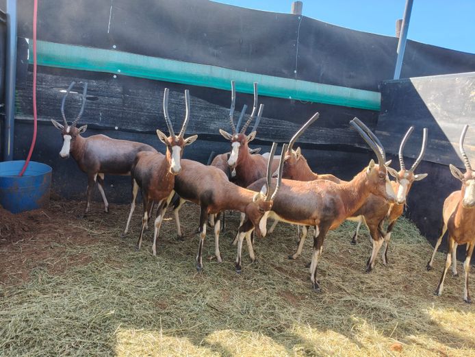 BLESBOK
