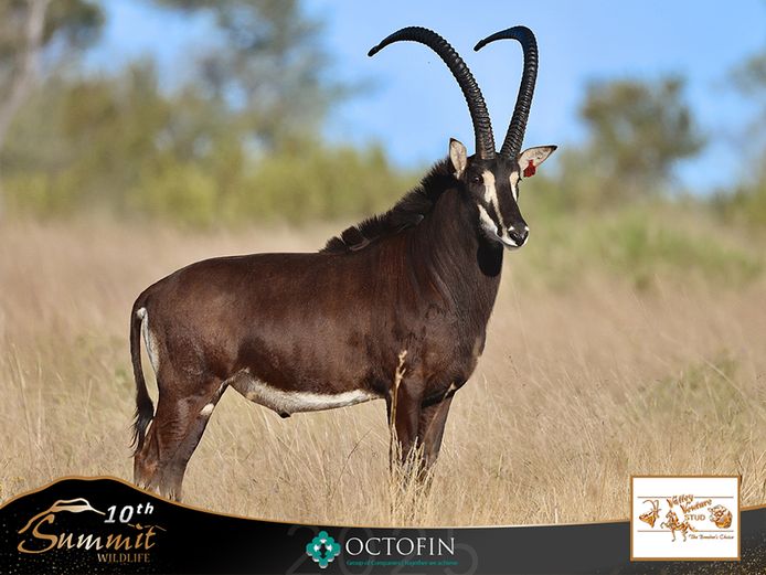 46 4/8" Sable Bull