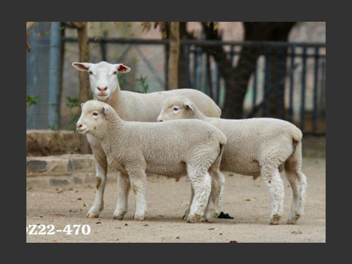 DZ  220470 | 2 STEYNS BOERDERY