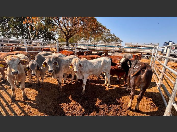 AGRA GROOTFONTEIN WEANER AUCTION