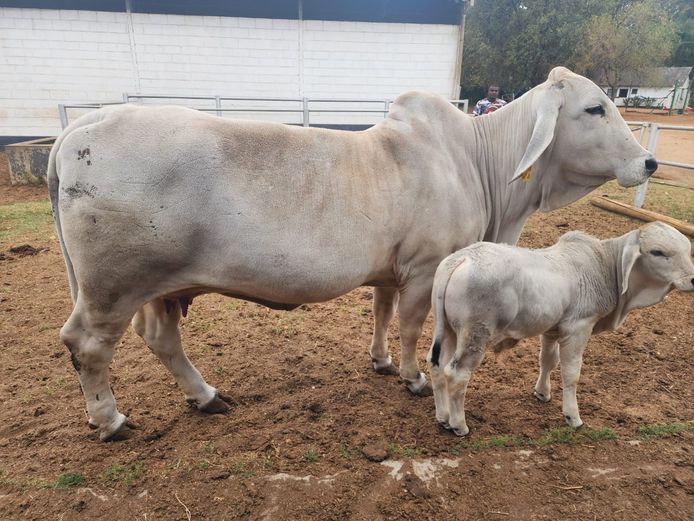 R101478 | R10 BRAHMANS