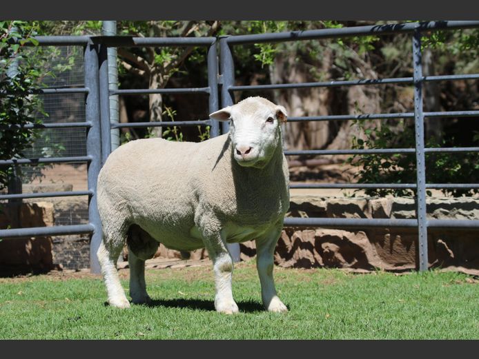 DZ 240006 | 2 STEYNS BOERDERY