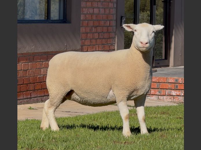 DH220149 | HEYMAN STUD FARM PTY LTD