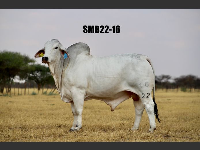 22-0016SMB | SIDNEY MARTIN BRAHMANS