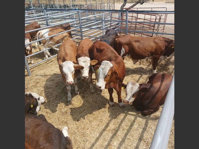 WEANER MALES | DOLL FARMING PREMIUM AUCTION