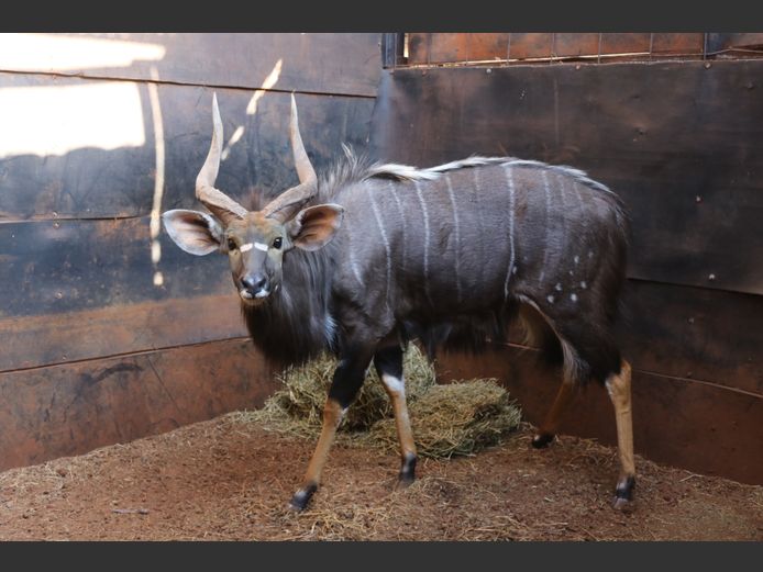 Njala