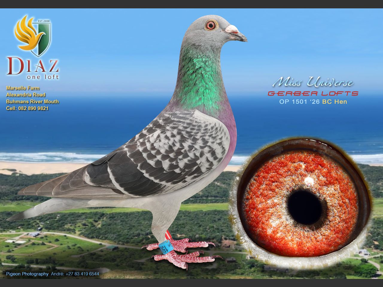 images