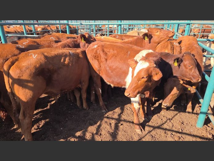 AGRA GOBABIS WEANER AUCTION
