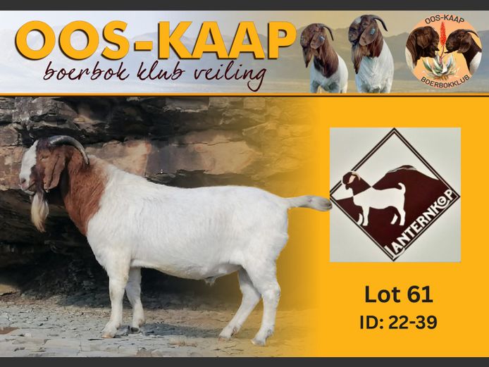 22-39 | Josef van Dyk