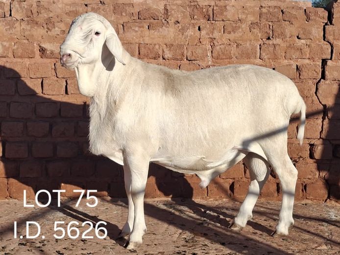 5626 | FRANCOIS VAN RENSBURG