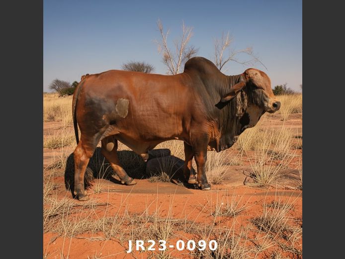 23-0090JR | WETMER BRAHMAN
