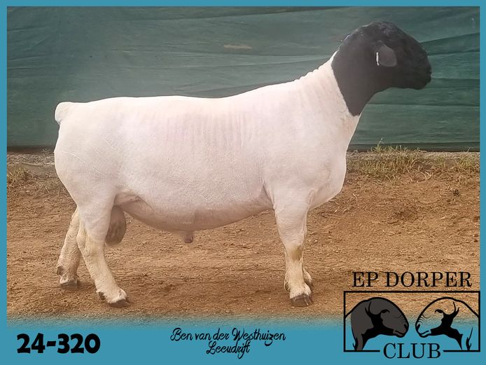 24-320 | Ben van der Westhuizen - Bodam