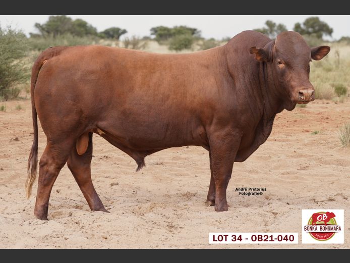 OB  210040 | BONKA BONSMARA (PTY) LTD