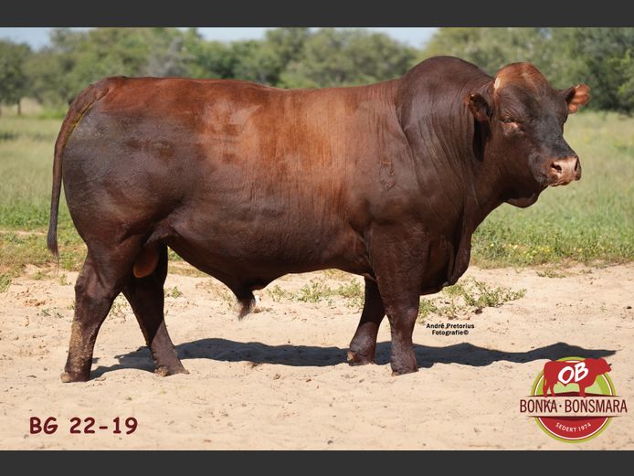 BG  220019 | BONKA BONSMARA (PTY) LTD