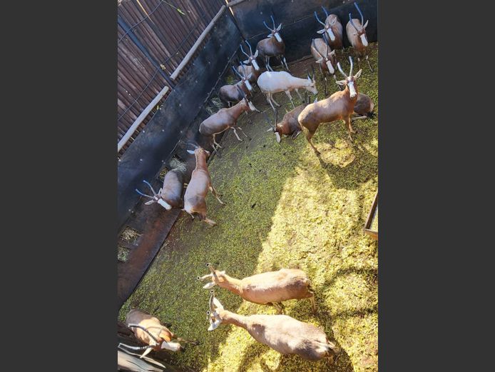 BLESBOKKE