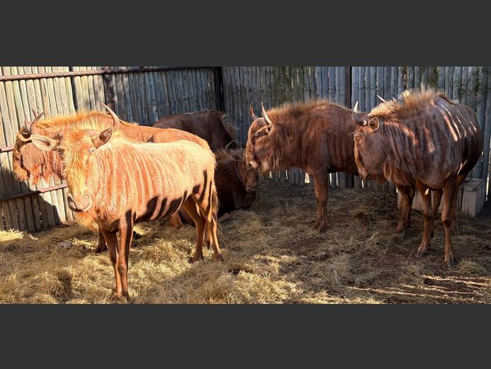 Goue Wildebees Koeie (Volwasse)