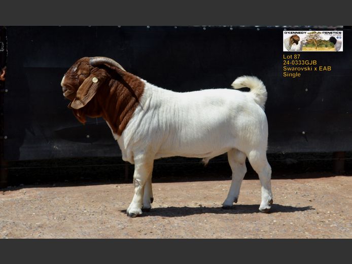 24-0333 JOK | O'KENNEDY GENETICS