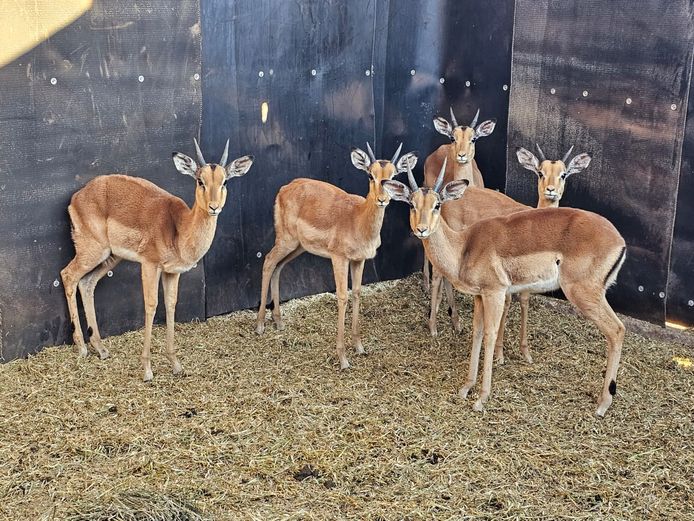 IMPALA | ZEBULA