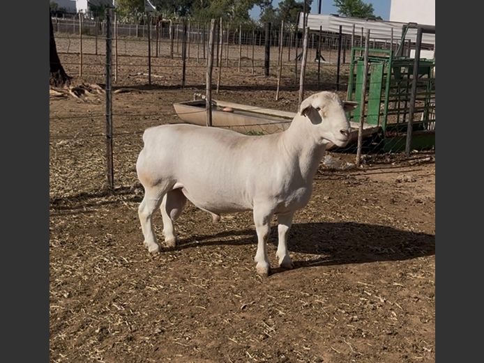 23199 | Thistle Witdorpers