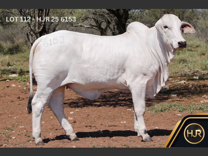 Commercial Animals | HJR