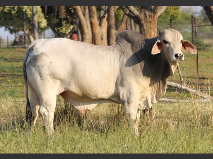 DBB 20 47 | DOUBLE BAR BRAHMANS