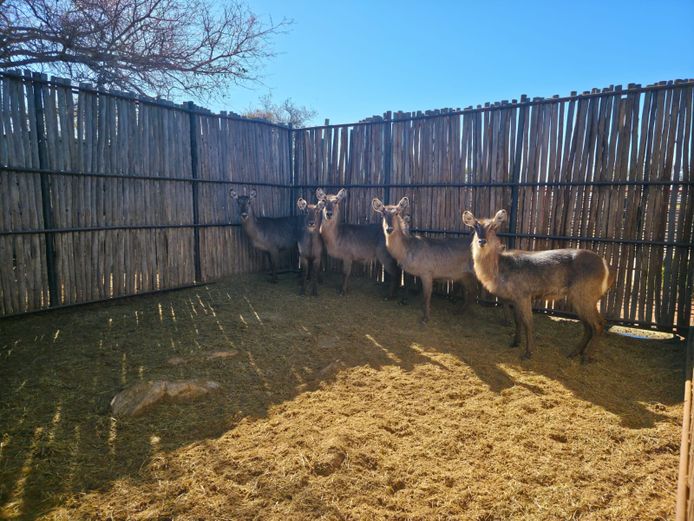 WATERBOK | HANLEY 2